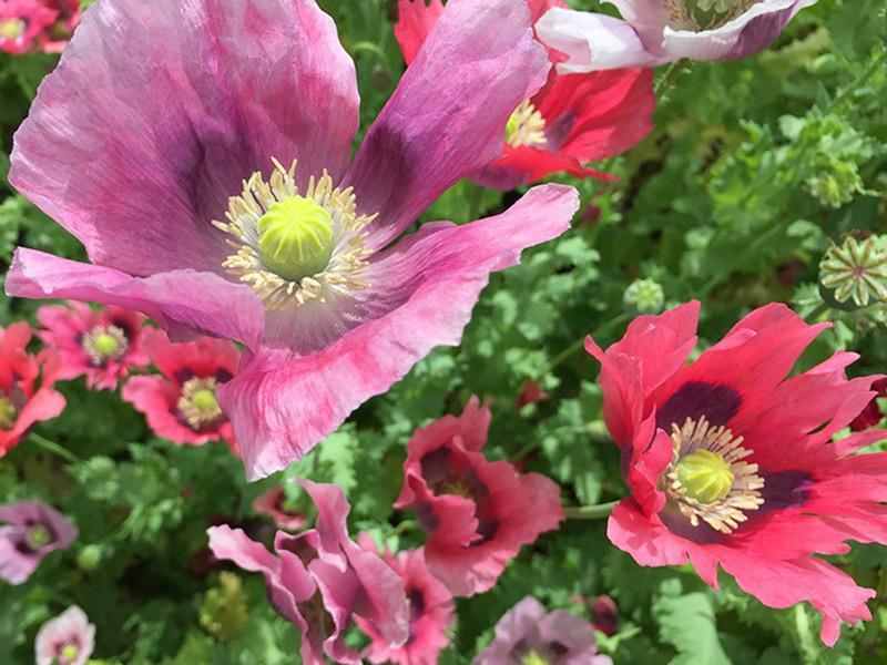 OPTIMUM POPPY SEED | Seed Company – Pacific Northwest Poppies